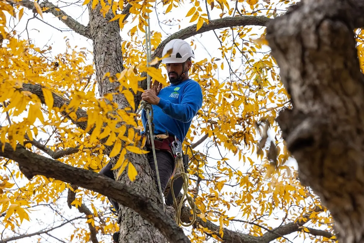 Skilled Tree Trimming crew working in Matador