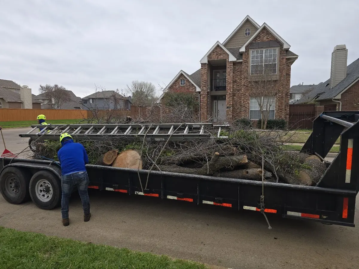 Expert Tree Pest Control with proper safety equipment in Matador